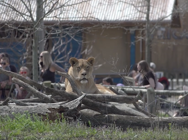 Lion at Columbus Zoo